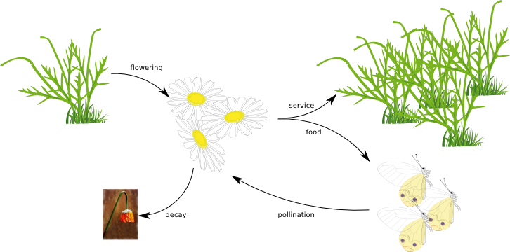 [FIG: Flower dynamics and pollination]